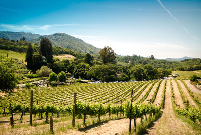 Napa Valley wine tours